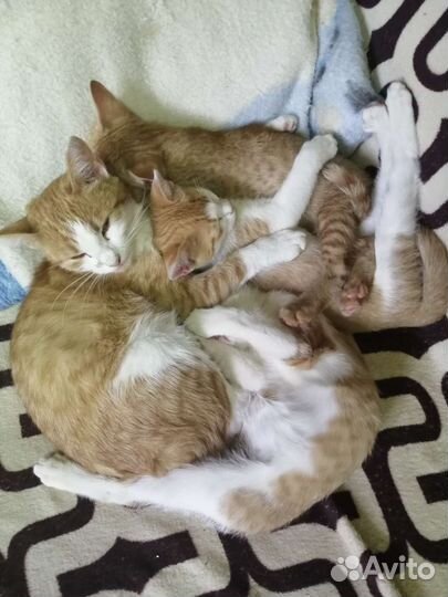Котята в дар бесплатно