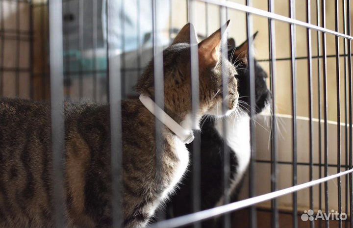 Красивая кошечка в дар