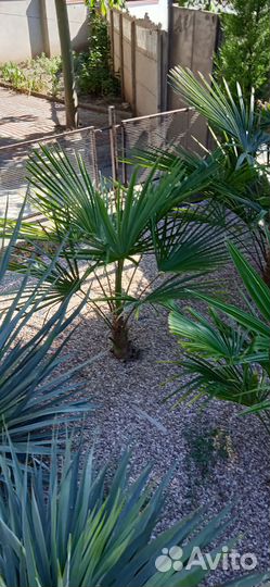Пальма веерная Трахикарпус