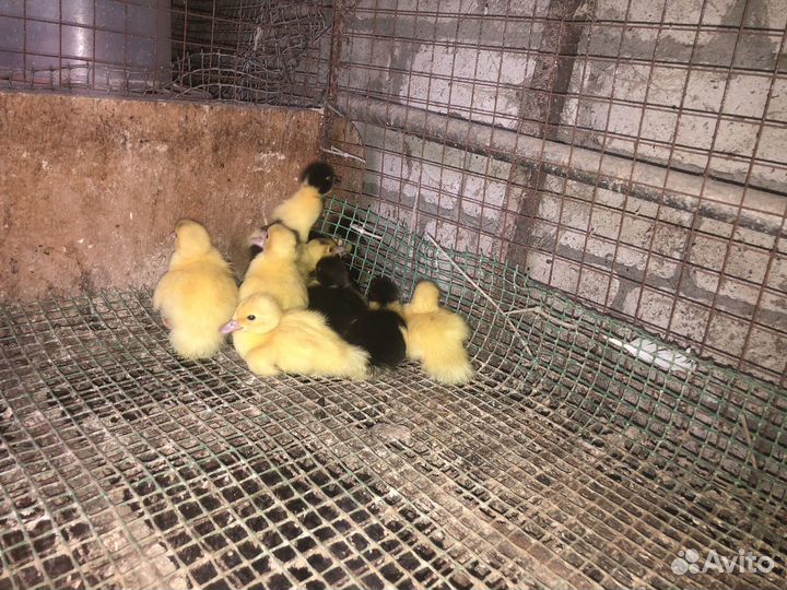 Индоутята суточные