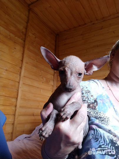 Щенки ксолоитцкуинтли (мексиканская голая собака)