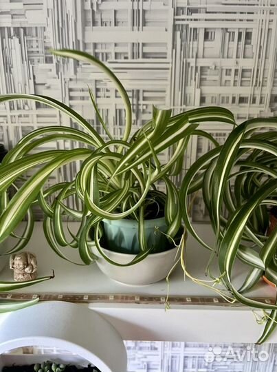 Хлорофитум кудрявый Бонни