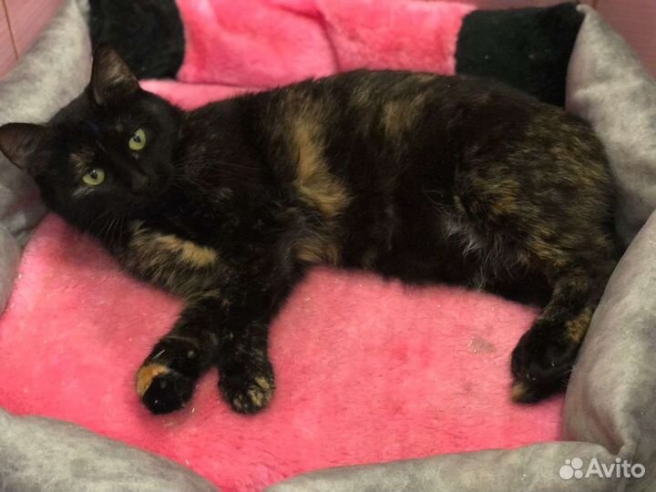 Кошка цвета счастья