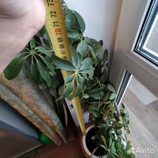 Комнатные цветы шефлера