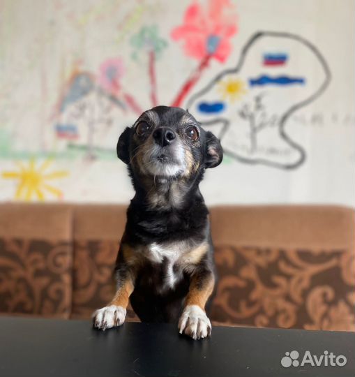 Девочка ищет дом