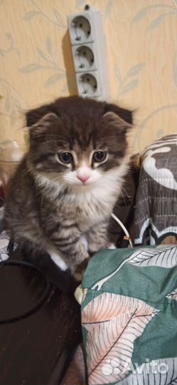 Котенок в очень добрые руки