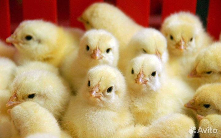 Индюшата, бройлеры, голошейки, цыплята Гриз Бар