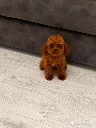 Той пудель Тедди Мальчик с документами