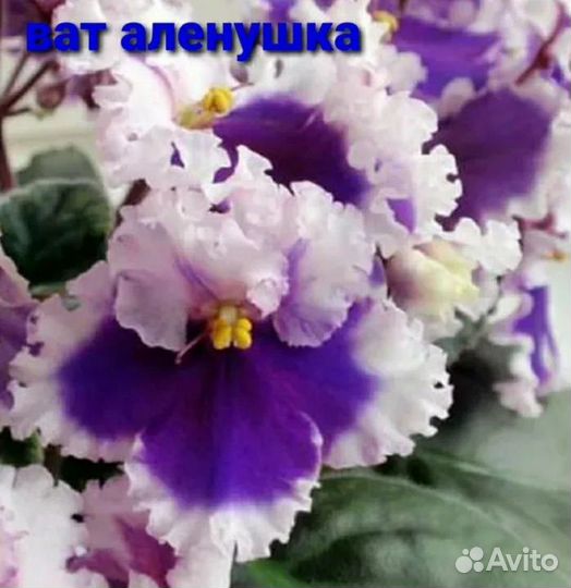 Фиалка набор