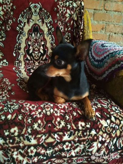 Той-терьер спаривание