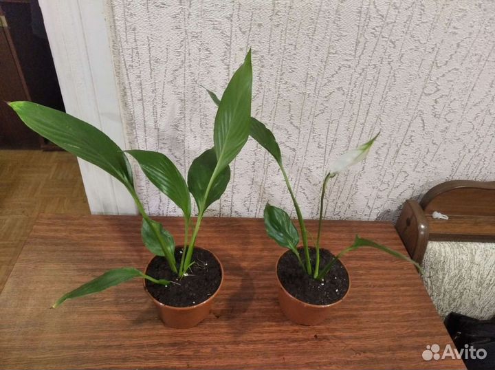 Спатифиллум