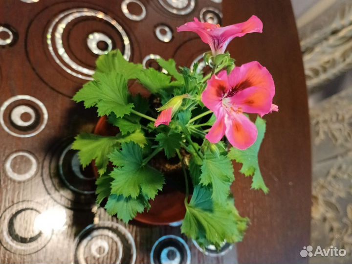 Королевская пеларгония