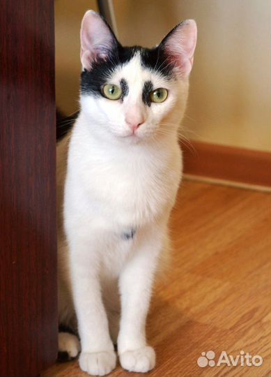 Кошка Пескарка