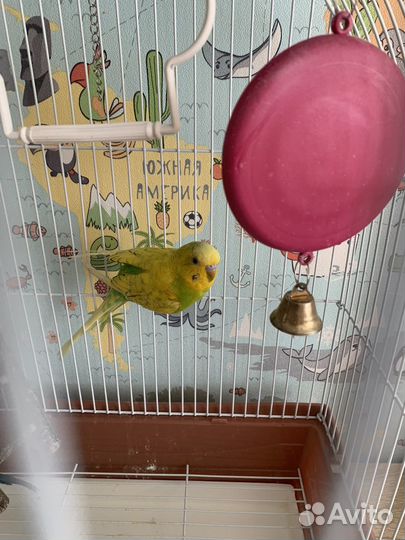 Волнистый попугай