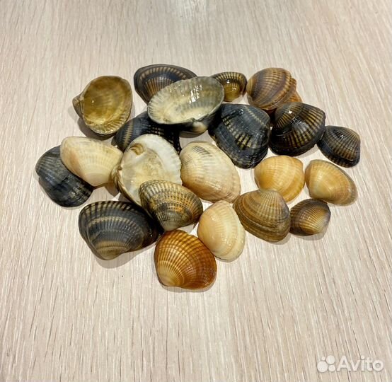 Ракушка морская