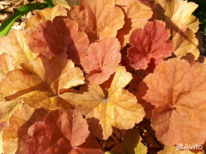 Растения для сада