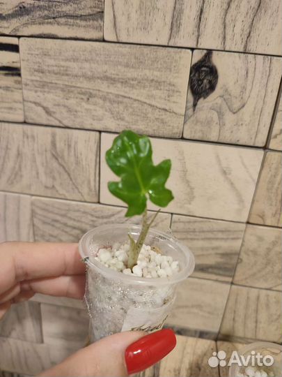 Алоказия брансифолия