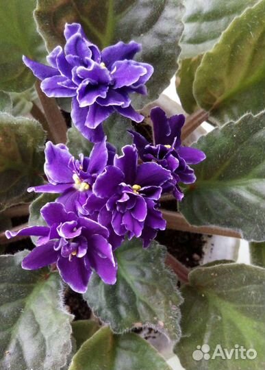 Хавортия, фиалка, кактус, алоэ, толстянка