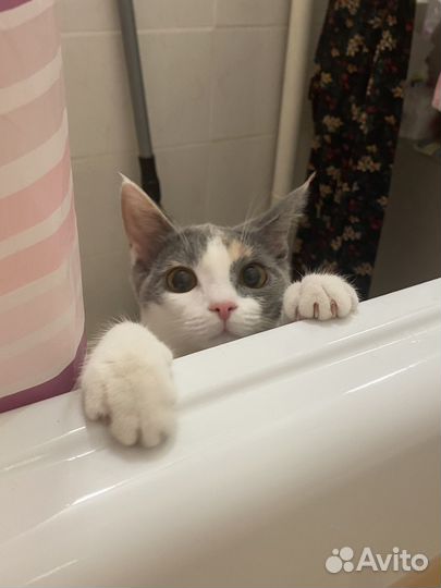 Котенок в добрые руки