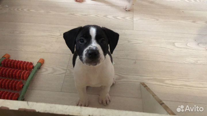 Стаффордширские щенки