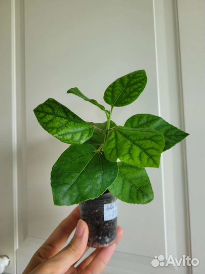 Сортовые гибискусы из личной коллекции