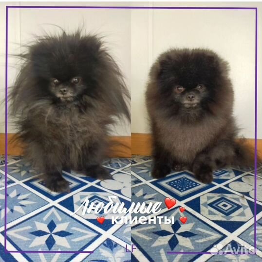 Груминг шпиц