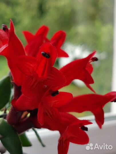 Эсхинантус - рыбка