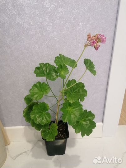 Пеларгонии сортовые