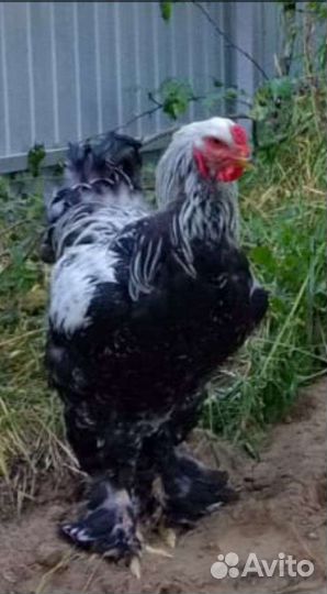 Брама тёмная петух породный