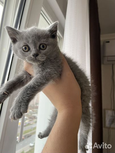 Британские котята