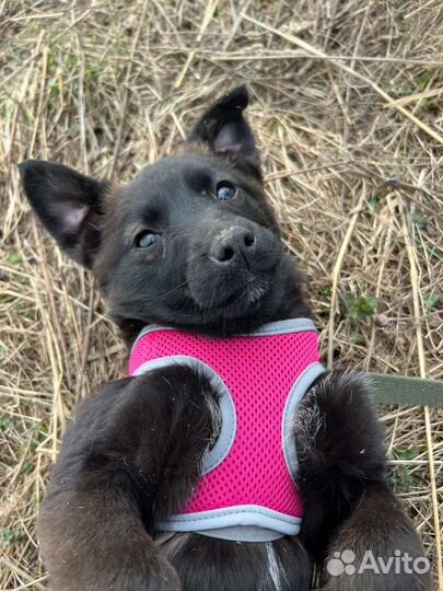 Щеночки 2 месяца