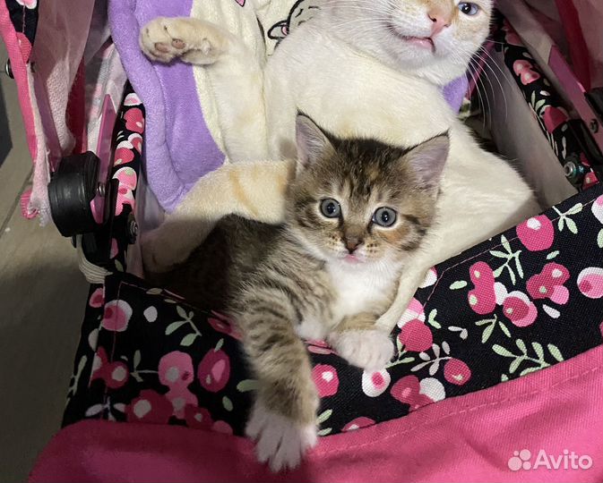 Кошка