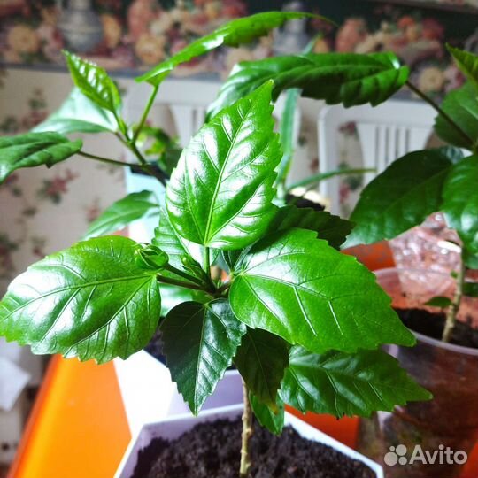 Китайская роза. Гибус