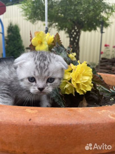 Шотландские вислоухие котята шиншилла