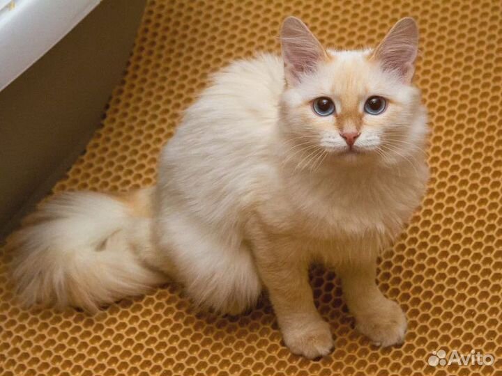 Кошечка в добрые руки