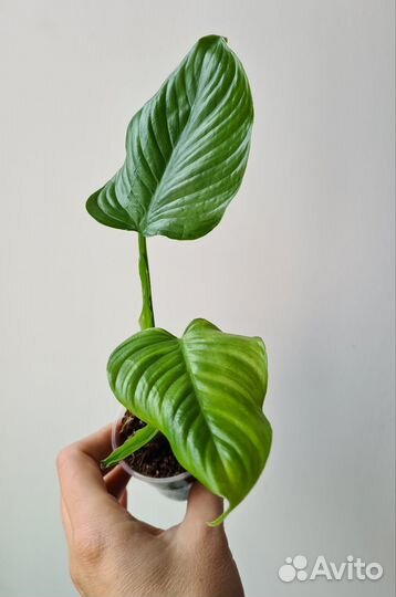 Филодендроны