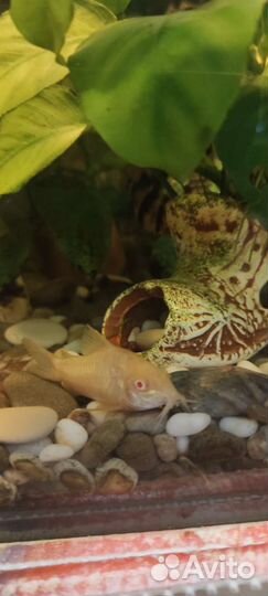 Аквариум с рыбками