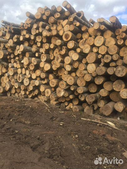 Дрова береза