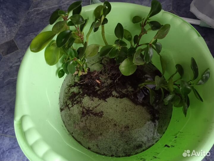 Комнатные растения