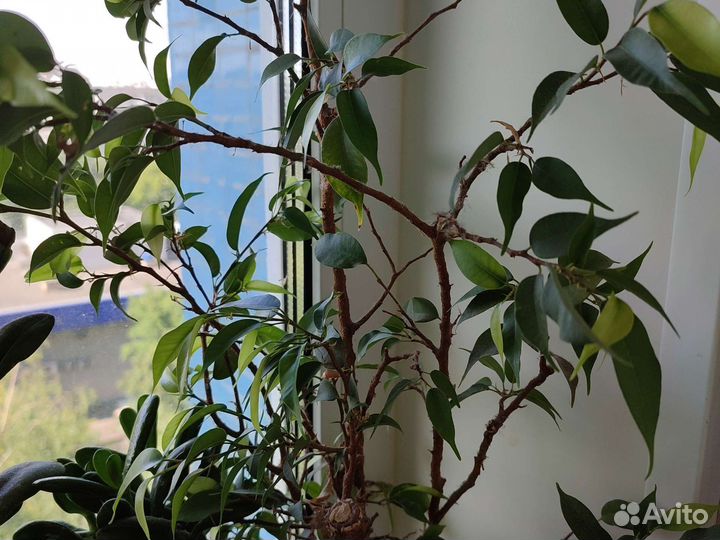 Фикус наташа