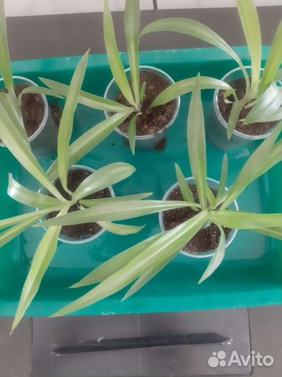 Хлорофитум, Гиппеаструм лилия