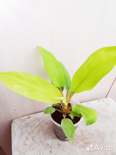 Филодендрон