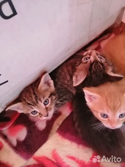 Отдам в добрые руки