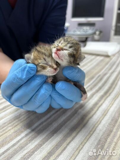 Отдам котят мальчик и девочка в добрые руки