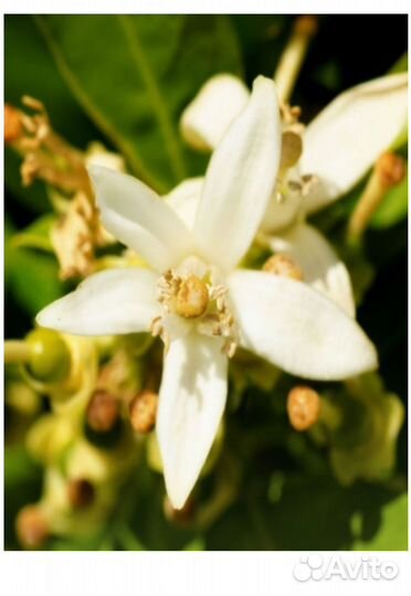 Yodeyma Парфюмерная вода мужская instint 50 ml