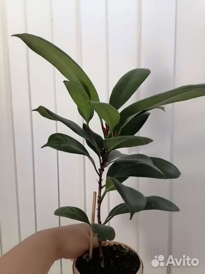 Фикус бокальчатоприлистниковый циатистипула