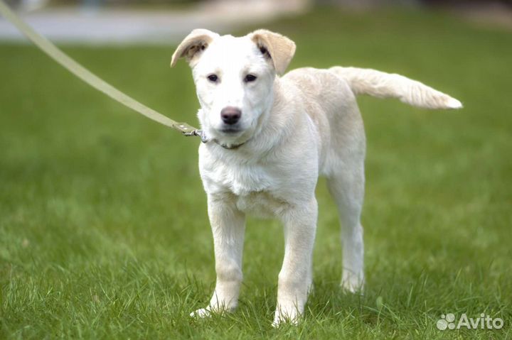 Щенок метис лабрадора