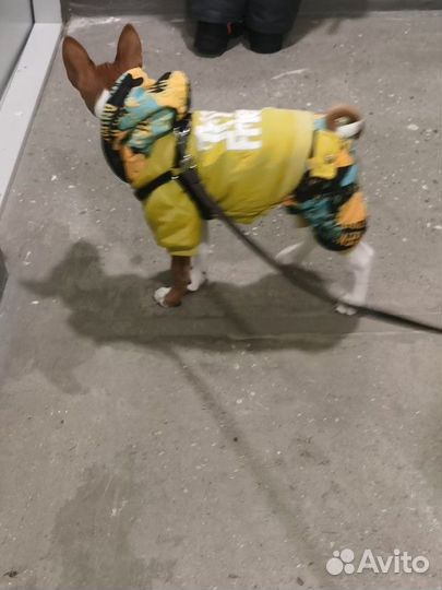 Комбинезон для собаки, одежда для собаки