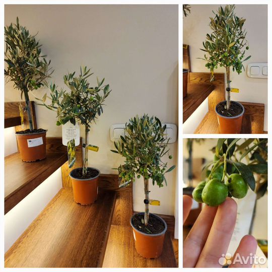 Оливковое дерево с настоящими оливами. Сицилия