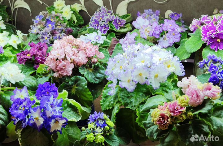 Детки сортовых фиалок